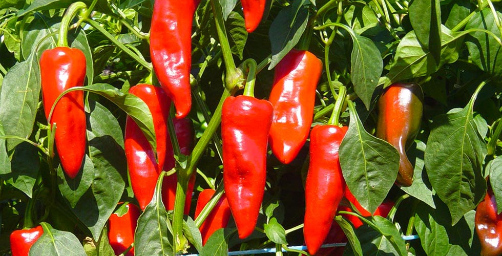 Piment espelette